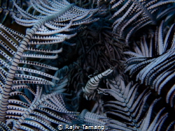 leopard crinoid shrimp by Rajiv Tamang 